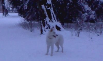Fotos/sterre/24 december/P201210_08.23_[01][1].jpg